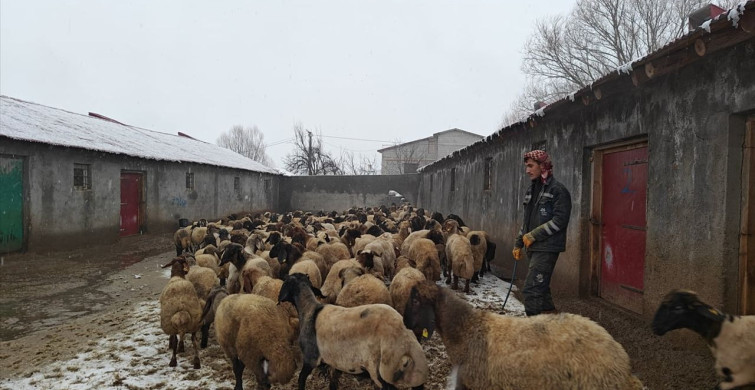 Muş'ta Hayvancılık Devlet Destekleriyle Gelişiyor