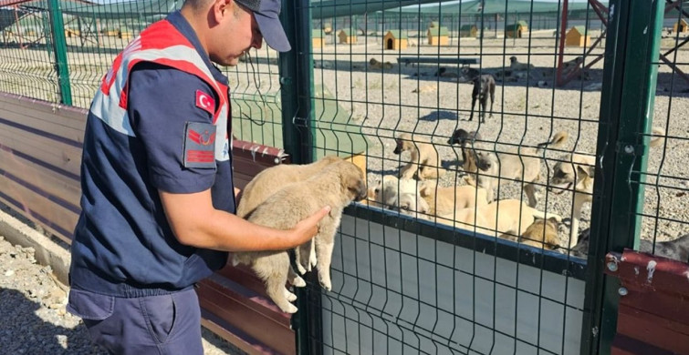 Muş'ta İki Terkedilmiş Köpek Yavrusuna Jandarma Sahip Çıktı