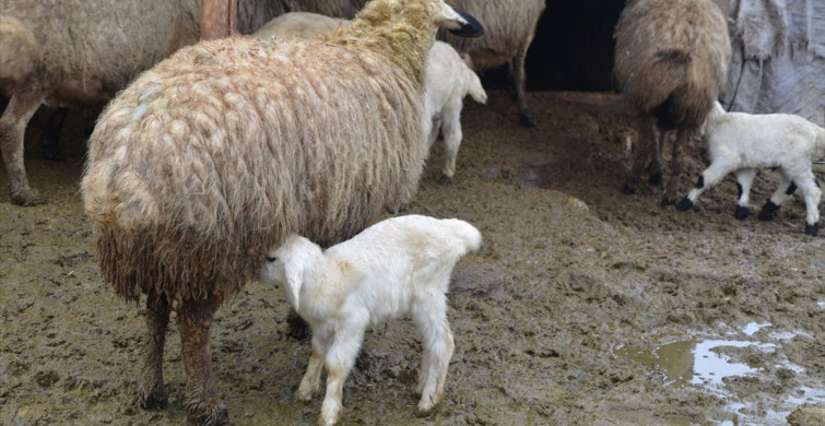 Muş'ta Kuzu ve Oğlak Doğumları Besiciliği Canlandırdı