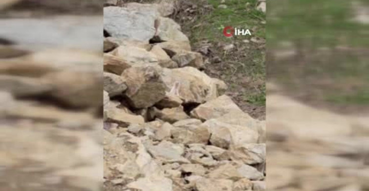 Muş'ta Nadir Beyaz Sansar Görüntülendi