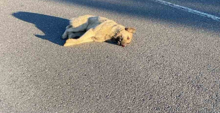 Muş’ta Otomobilin Çarptığı Köpek Telef Oldu