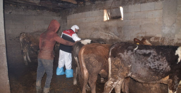 Muş'ta Şap Hastalığına Karşı Aşılama Çalışmaları Başladı