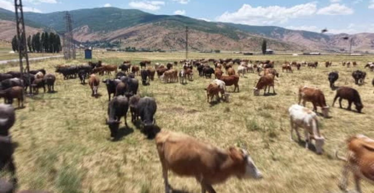 Muş’ta sıcaklarda mandaların nehirdeki serinleme anları