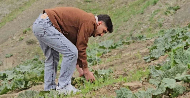 Muş'ta Yayla Muzu Hasadı Başladı