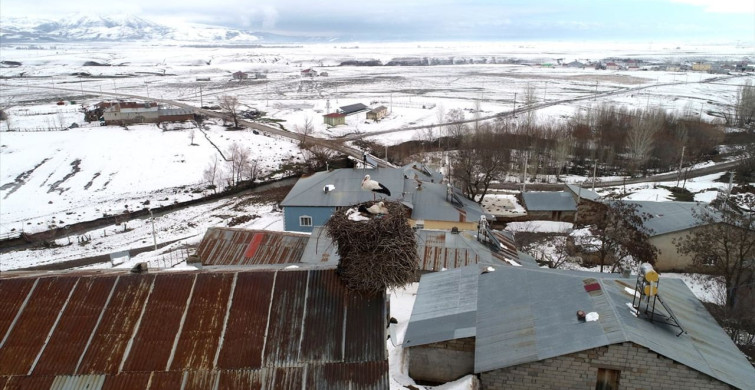Muş'taki Leylekler: 44 Yıldır Aynı Yuvada