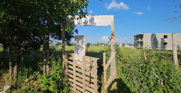Muş'un Hasköy İlçesinde Çilek Hasadı: Üretici ve Tüketici Kazanıyor