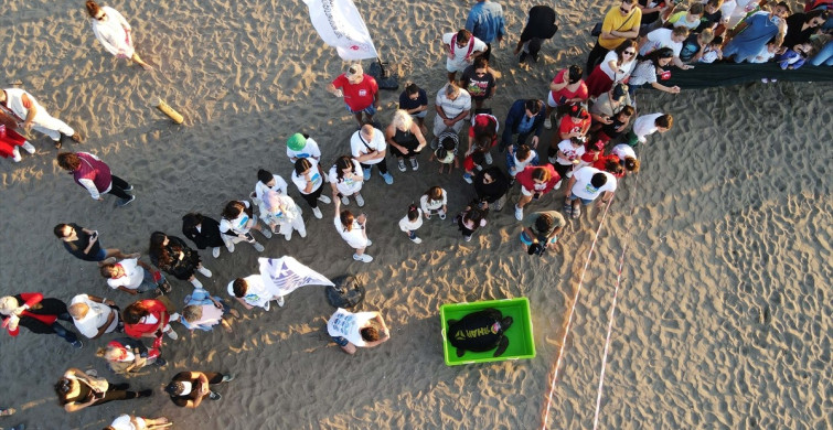 Muğla'da Deniz Kaplumbağaları Özgürlüğüne Kavuştu