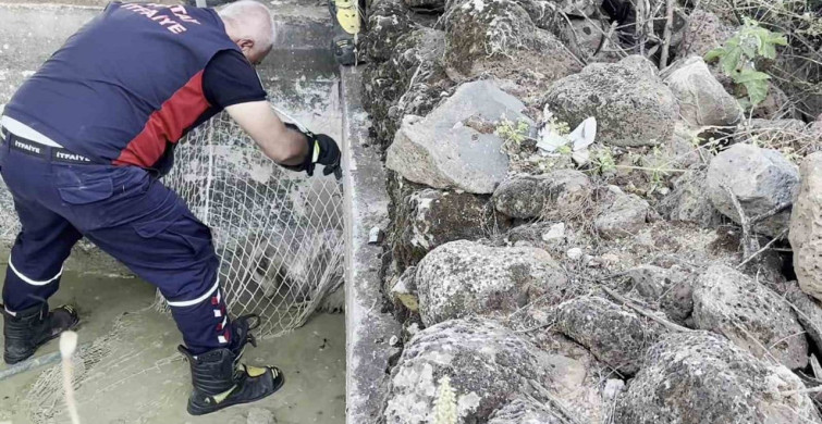 Nadir Görülen Bal Porsuğu Havuzdan Kurtarıldı