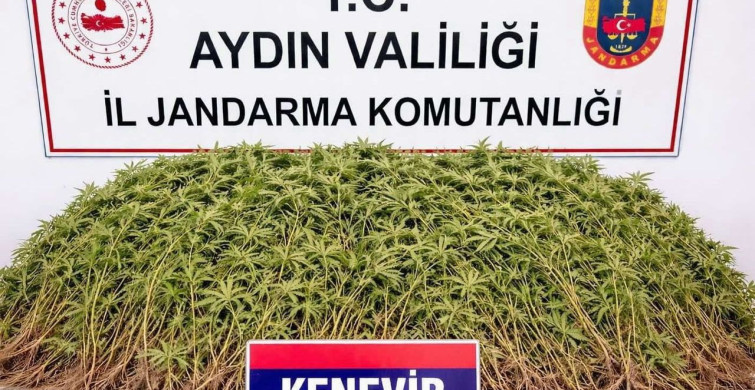 Nazilli'de Uyuşturucu Operasyonu: 208 Kök Hint Keneviri Ele Geçirildi