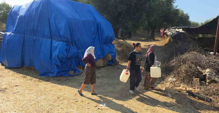 Nazilli'deki zirai alan yangını kontrol altına alındı
