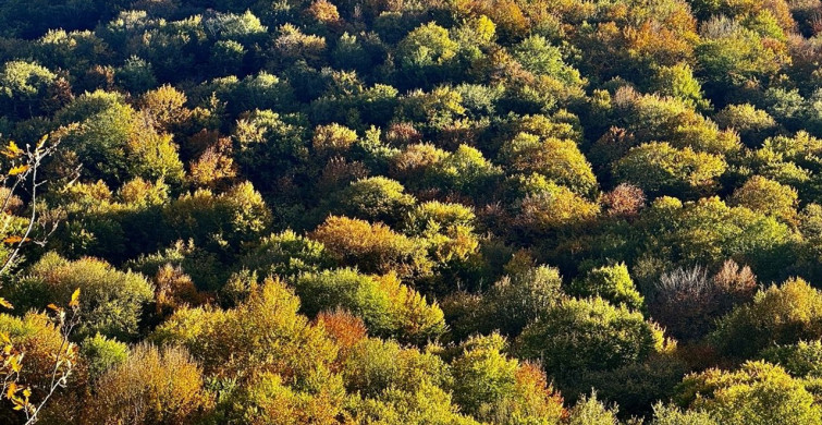 Nebiyan Dağı Sonbahar Renkleriyle Göz Kamaştırıyor