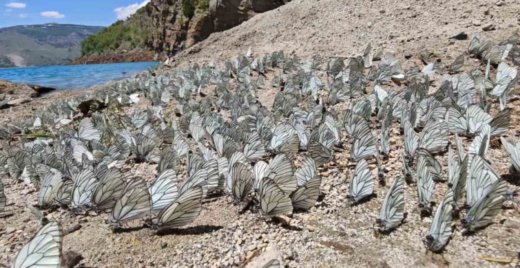 Nemrut krater gölü’nde alıç kelebeği yoğunluğu dikkat çekti