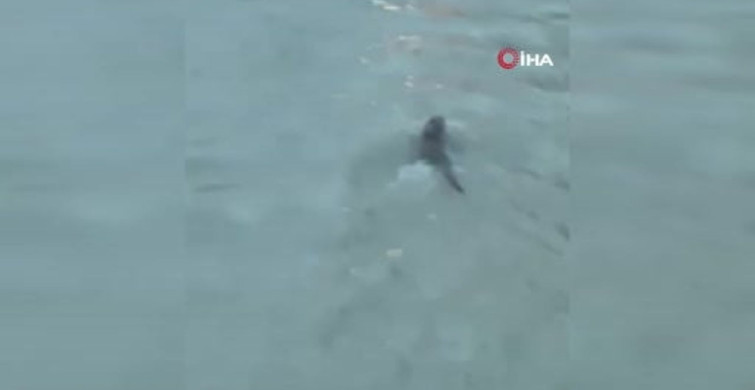 Nesli koruma altında olan su samuru ve yunus balıkları görüntülendi
