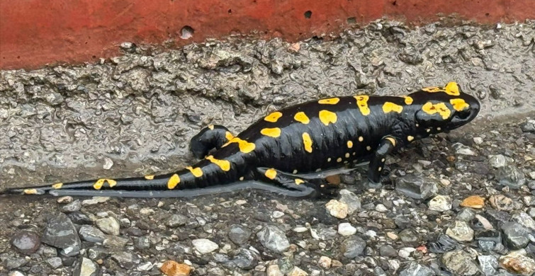Nesli Tehlikede: Sarı Benekli Semender Hatay'da Görüntülendi