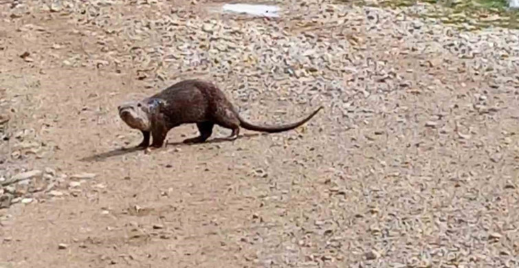 Nesli Tükenme Tehlikesi Altındaki Su Samuru Siirt'te Görüntülendi
