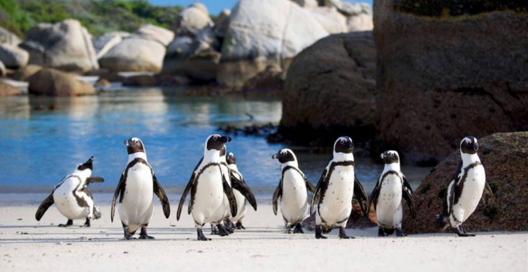 Nesli Tükenmekte Olan Penguenler Öldü!
