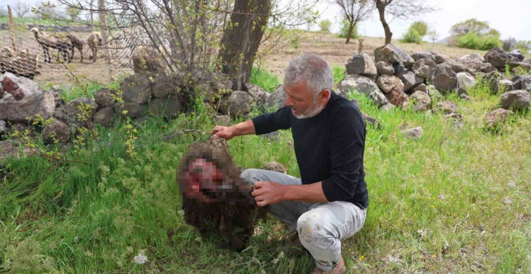 Nevşehir'de Kurt Saldırısı: 40 Koyun Telef Oldu