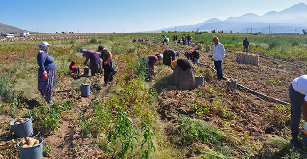 Nevşehir'de Patates Hasadı Başladı