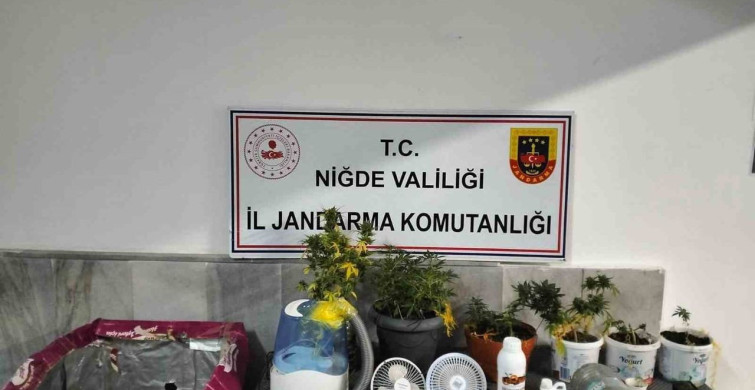 Niğde'de Yasadışı Kenevir Operasyonu