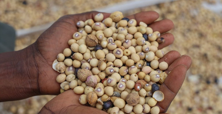 Nijerya'nın Argungu Tahıl Pazarı: Ticaretin Merkezi
