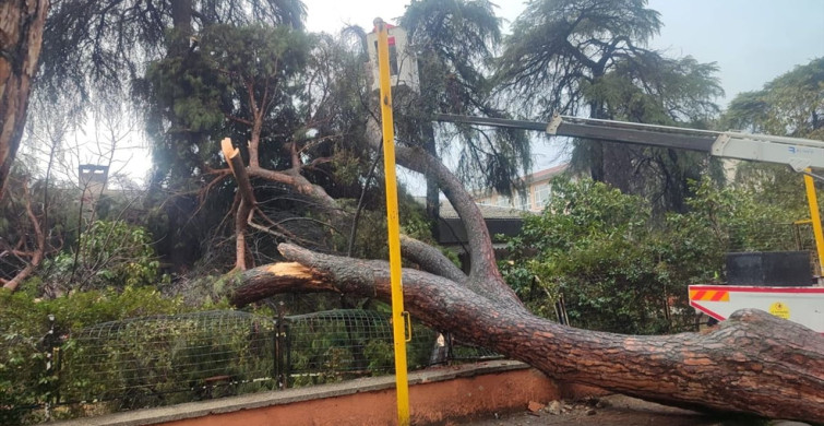 Ödemiş'te Devrilen Çam Ağacı Okulun Duvarına Zarar Verdi