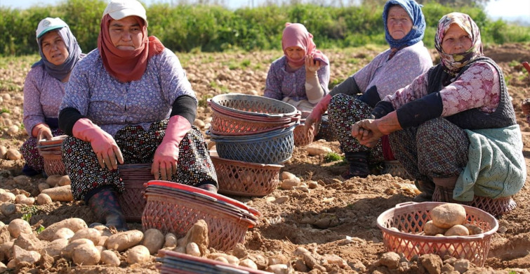 Ödemiş'te Patates Hasadı ve Ekim Zamanı Çatışıyor