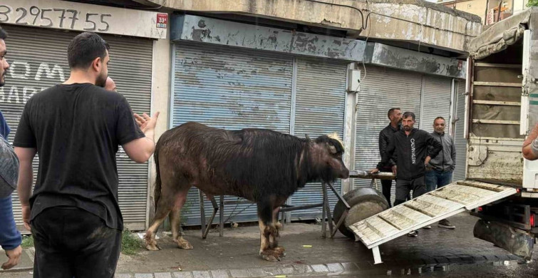 Öfkeli Dana, Yaşlı Adamı Savurdu