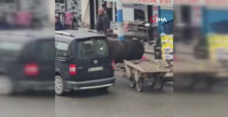 Öfkeli Manda Paniğe Neden Oldu