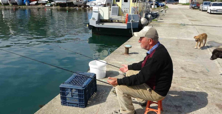 Olta Balıkçısı Bülent Şahin'in Sokak Köpeklerine Şefkati