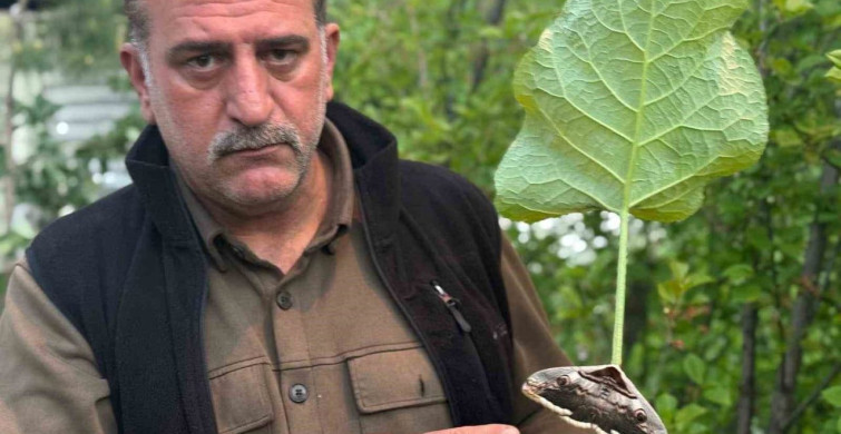 Oltu'da Dev Baykuş Kelebeği Bulundu