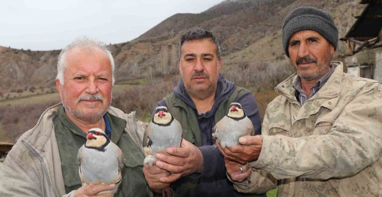 Oltu'da Geleneksel Baskın Keklik Yöntemiyle Çevre Koruma