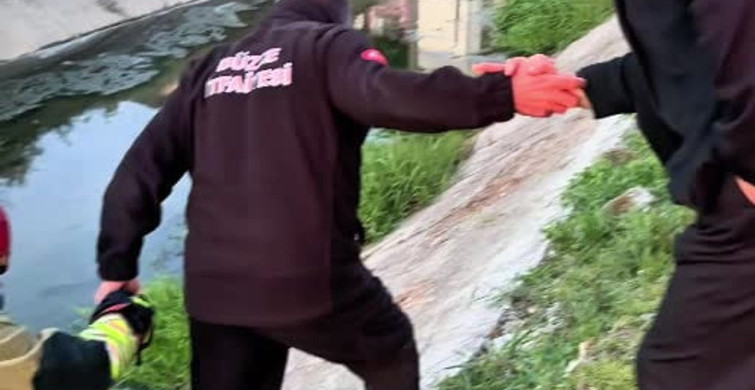 Ölümden D dönen Yavru Kedilere Süt Anne Desteği