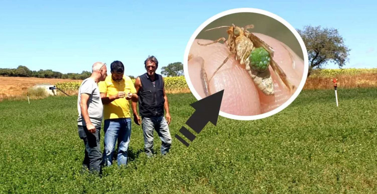 Önce Trakya’da ortaya çıkmıştı şimdi o ilde de görüldü: Çayır tırtılı giderek yayılıyor