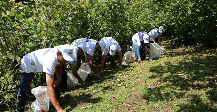 Ordu'da Dev Fındık Projesi ile 'Fındık Dal da Kalmayacak'!