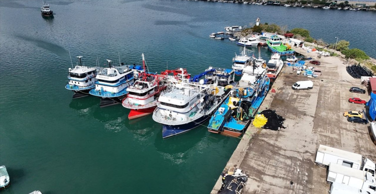 Ordu'da İstavrit Avında Bereket