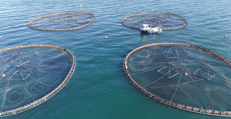 Ordu'da Kafes Balıkçılığı: 2025'te 6 Bin Ton Üretim Gerçekleşti