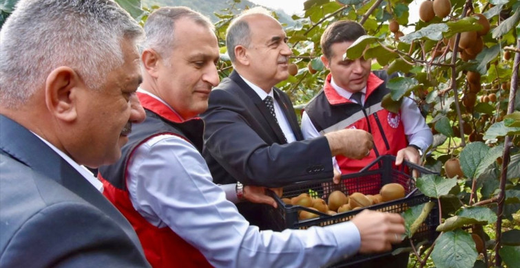 Ordu'da Kivi Hasat Sezonu Açıldı