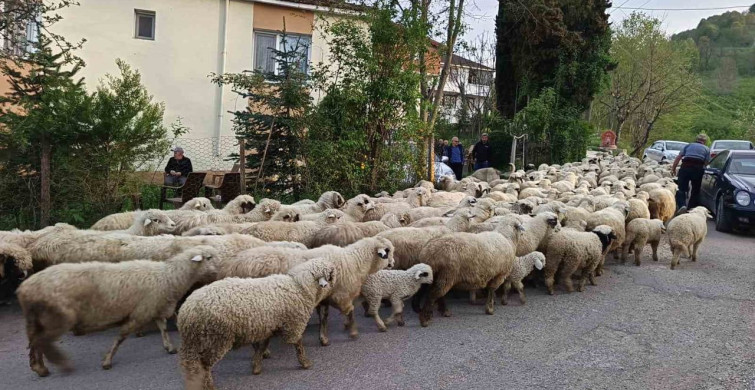 Ordu'da Koyunların Yayla Yolculuğu Başladı