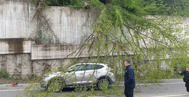 Ordu'da Seyir Halindeki Aracın Üzerine Ağaç Devrildi
