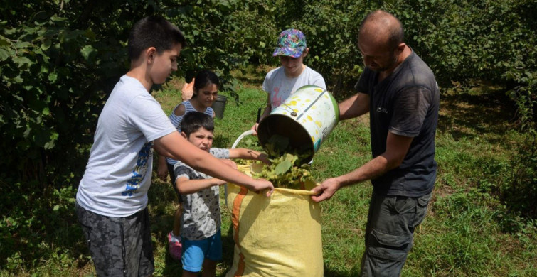 Ordu'da Sezonun İlk Fındığı Toplandı!