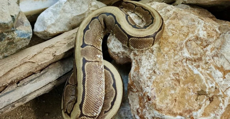 Ordu'da Yasa Dışı Piton Yılanı Ele Geçirildi