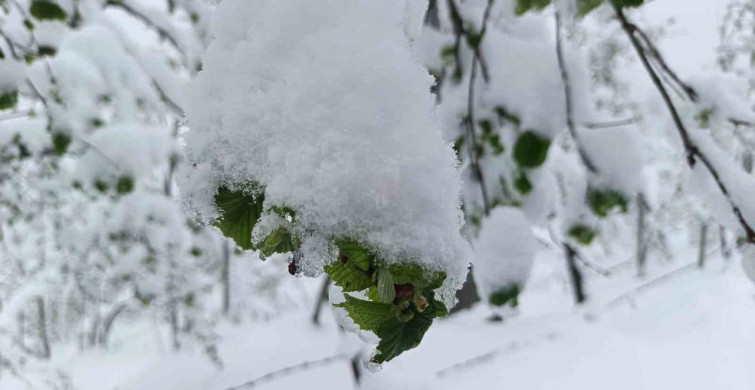 Ordu'da Zirai Don Uyarısı