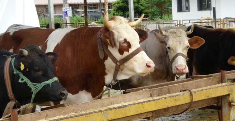 Ordu'daki Besiciler Gurbetçileri Bekliyor