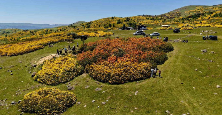 Ordu’nun Kırkızlar mevkisinde orman gülleri çiçek açtı