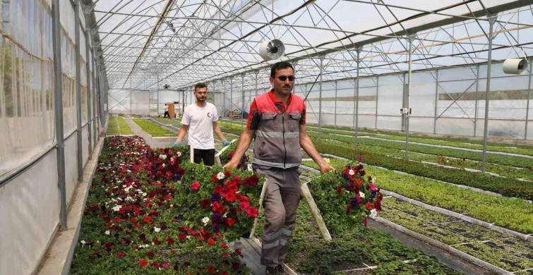 Ordu'yu Renklendiren Çiçek Üretimi