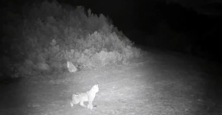 Ormanın Hayaleti: Çankırı'da Vaşak Görüntülendi