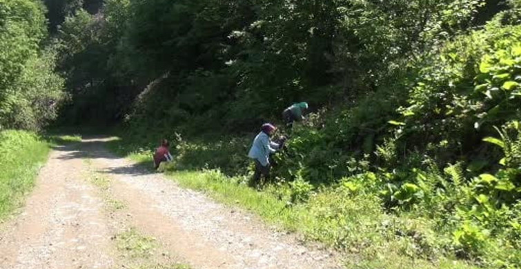 Ormanların gizli hazinesi: kaldirik otu toplama mesaisi başladı