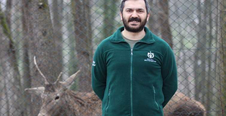 Ormanya'daki Kızıl Geyikler İzleniyor