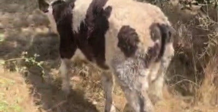 Osmaniye'de 4 metrelik kuyudan buzağı kurtarıldı