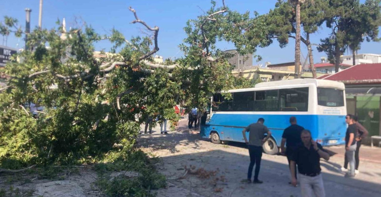 Osmaniye'de çınar ağacı halk otobüsünün üzerine devrildi